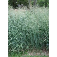 Proso rózgowate 'Prairie Sky'